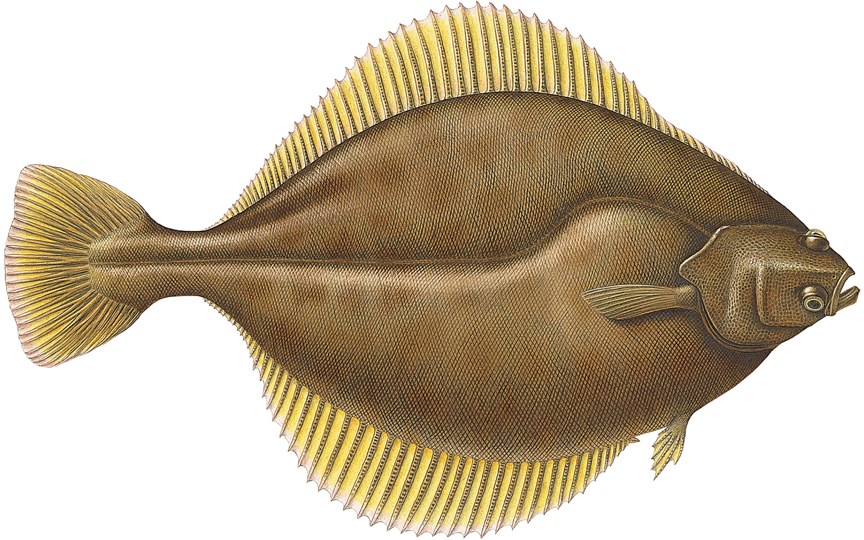 Types store of flatfish