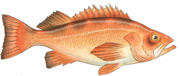 Rockfish