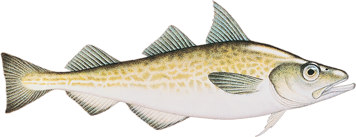 Alaska Pollock_S_P